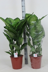 Dieffenbachia Maroba 24Ø 100cm