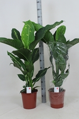 Dieffenbachia Galaxy 24Ø 120cm
