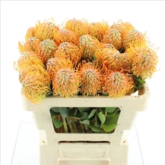 Leucospermum Soleil 50cm