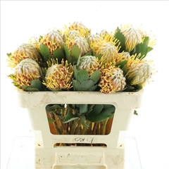 Leucospermum Veldfire 50cm