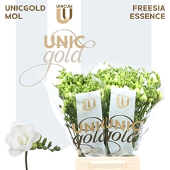 Freesia Double Essence 50cm 20gr.