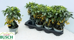 Ardisia Crenata 13Ø 32cm