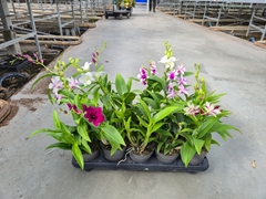 Dendrobium Mixed 3 Colours 12Ø 50cm 1st