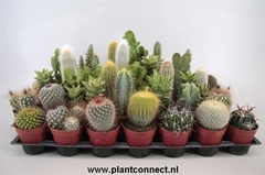 Cactus Mix 6Ø 10cm