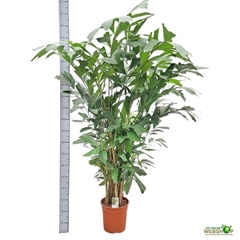 Caryota Mitis 27Ø 200cm