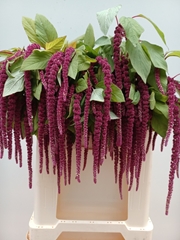Amaranthus Caudatus Red Cord 80cm