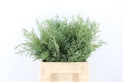 Cupressus Arizonica 45cm