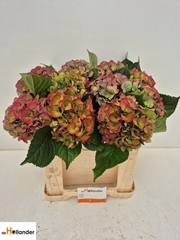 Hydrangea Royal Love Classic Blue 50cm 15-17cm Hd