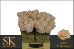 Rosa Lovely Avalanche+ 40cm