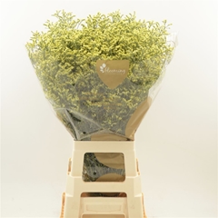 Limonium Sinense China Summer 80cm 35gr.