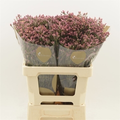 Limonium Sinense Max Diamond 70cm 25gr.