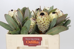 Protea Magnifica Ice Queen 50cm