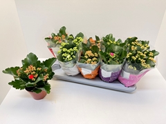 Kalanchoe Double Perfecta Mix 12Ø 24cm