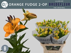 Lily La Orange Fudge 80cm 2+