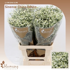 Limonium Sinense China White 70cm 25gr.