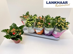 Kalanchoe Double Perfecta Mix 12Ø 24cm