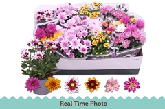 Chrysanth Mix 6 Mix 12Ø 25cm