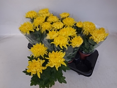 Chrysanth Cosmo Yellow 12Ø 30cm