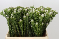 Leucadendron Ayoba Jade Pearl 60cm Spray