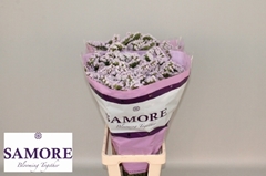 Limonium Sinuatum Tessa Lavender 60cm 20gr.