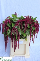 Amaranthus Caudatus Rosary 70cm