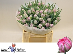 Tulip Double Flash Point 40cm 30gr.