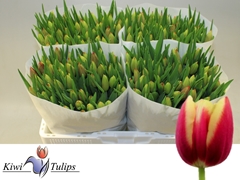Tulip Single Leen Van Der Mark 40cm 25gr.