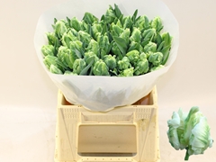 Tulip Parrot Super Parrot 40cm 30gr.