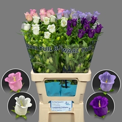 Campanula Medium Mix 70cm