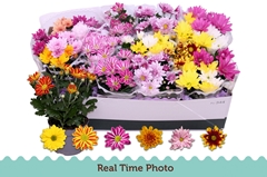 Chrysanth Mix 6 Mix 12Ø 25cm