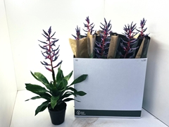 Aechmea Blue Rain 15Ø 70cm