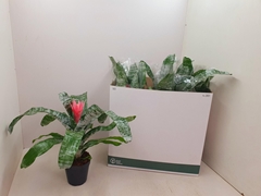 Aechmea Fasciata Primera 14Ø 50cm