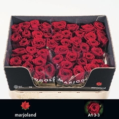 Rosa Red Naomi! 70cm