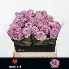 Rosa Nayeli! 40cm