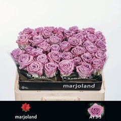 Rosa Nayeli! 55cm