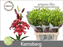Lily La Kamsberg 90cm 5+