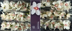 Cymbidium Mazurka 80cm