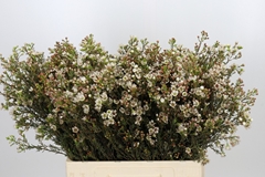 Chamelaucium Ziv 60cm 20gr.