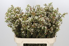 Chamelaucium Ziv 80cm 50gr.