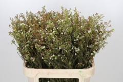 Chamelaucium Blondie 80cm 40gr.
