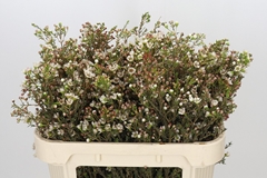 Chamelaucium Ziv 70cm 30gr.
