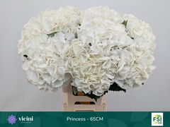 Hydrangea Royal Princess 65cm 17-19cm Hd