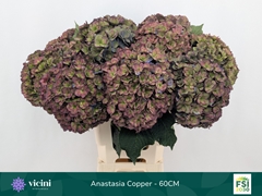 Hydrangea Royal Anastasia Classic 60cm 18-20cm Hd