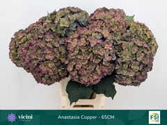 Hydrangea Royal Anastasia Classic 65cm 19-21cm Hd