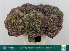 Hydrangea Glowing Alps Purple Classic 60cm 18-20cm Hd
