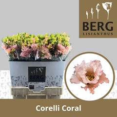 Eustoma Double Corelli Coral 70cm
