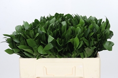 Ruscus Hypophyllum 50cm