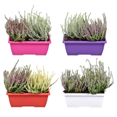 Calluna Mix 25Ø 23cm