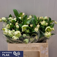 Helleborus Magnificent Bells 35cm