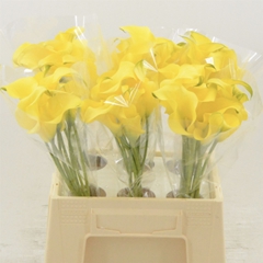 Zantedeschia Captain Solo 40cm
